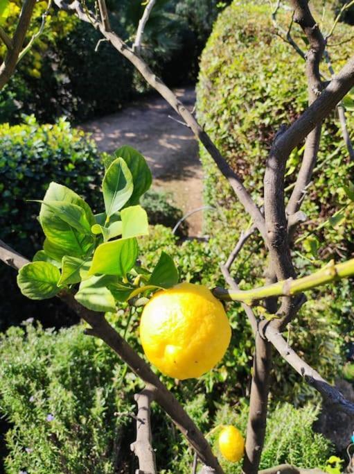 فيلا La Californienne كاركيران المظهر الخارجي الصورة